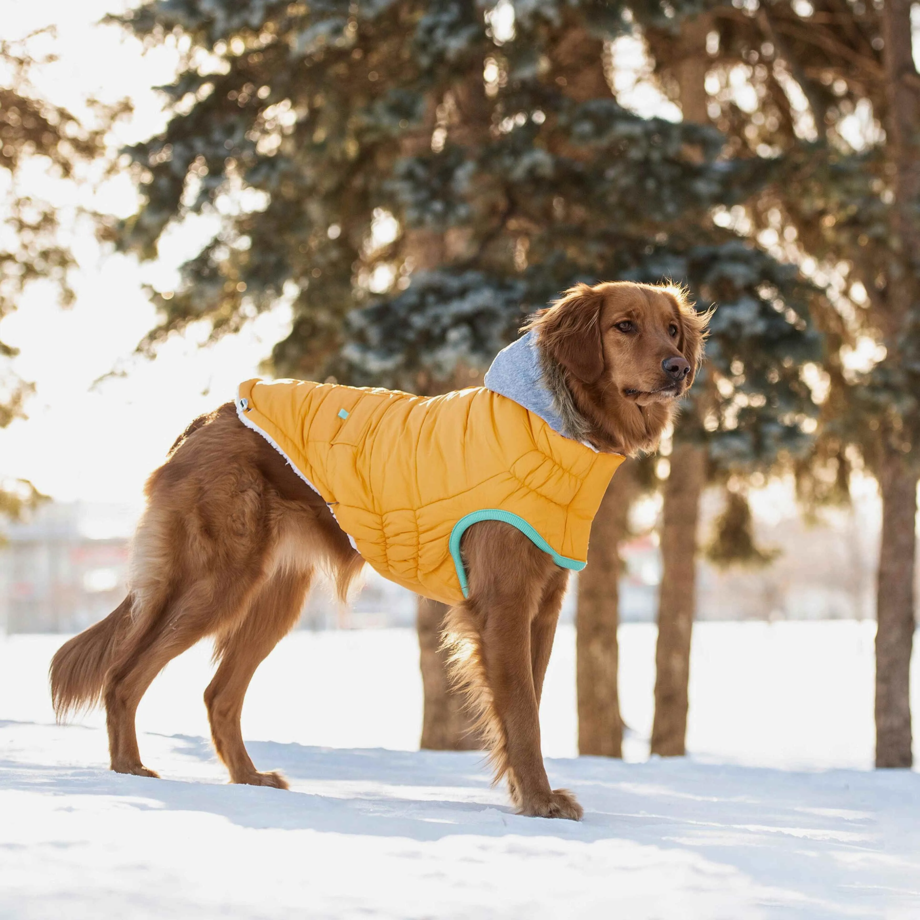 Winter Sailor Parka - Yellow
